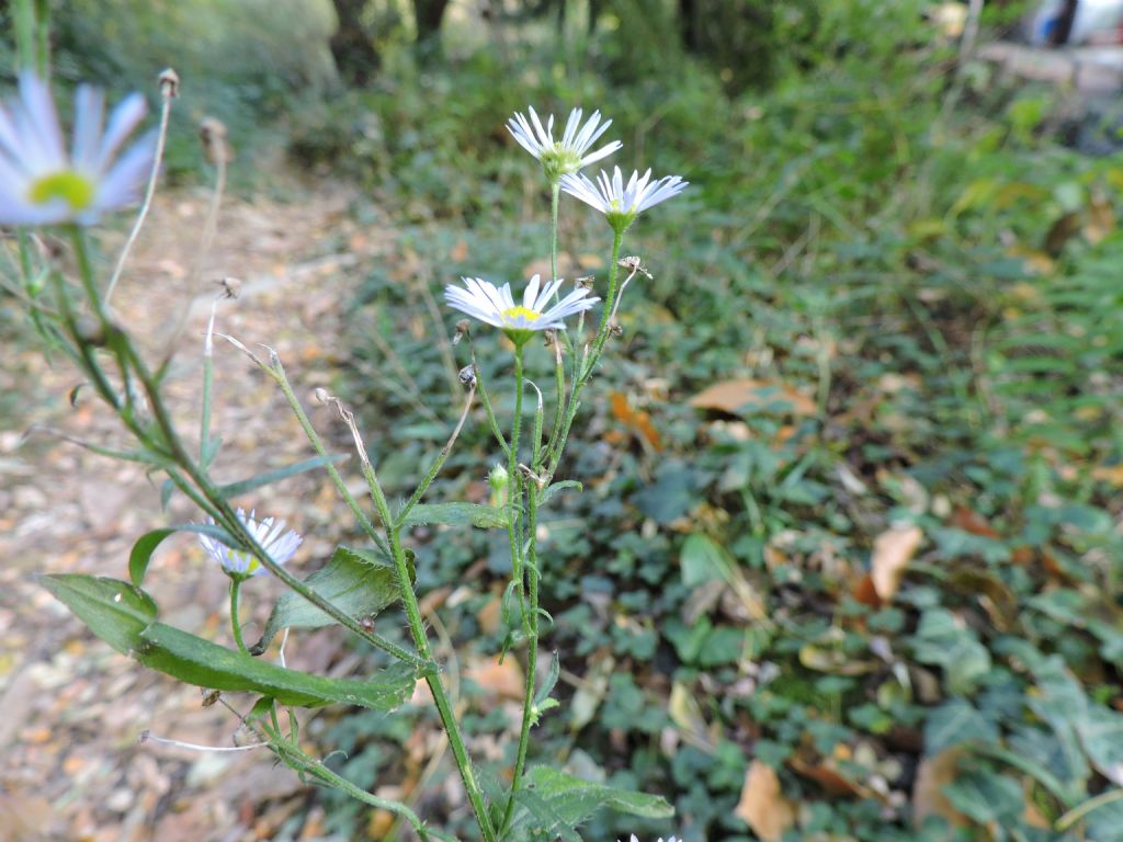 Erigeron annuus